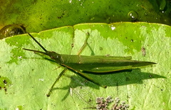 Atractomorpha acutipennis gerstaeckeri
