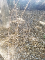 Prosopis pubescens