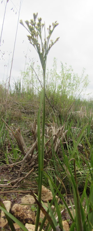 Bog rush (Juncus biflorus)