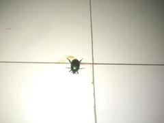 Scarabaeidae