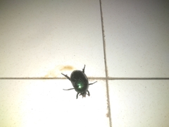 Scarabaeidae