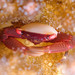 紅點梯形蟹 - Photo 由 Raphael Forns 所上傳的 (c) Raphael Forns，保留部份權利CC BY-NC