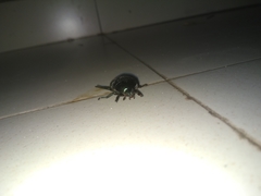 Scarabaeidae
