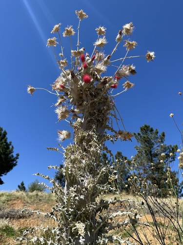 Cobwebby Thistle