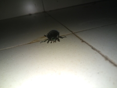 Scarabaeidae