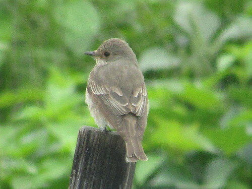 Spotted Flycatcher (Muscicapa striata), photo 10