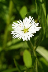 Stellaria radians