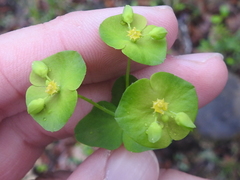 Euphorbia roemeriana