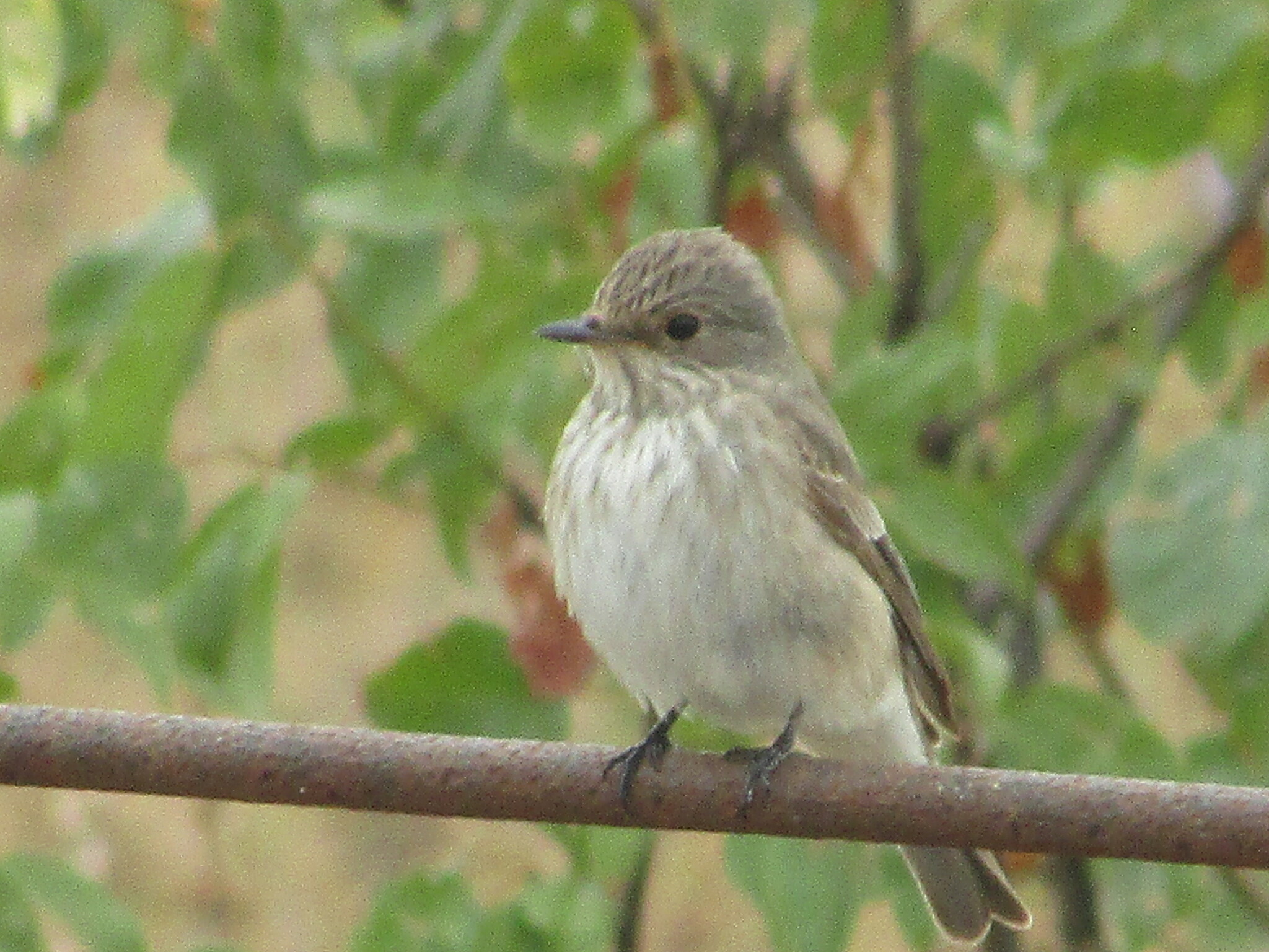 Spotted Flycatcher (Muscicapa striata)