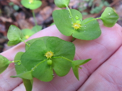 Euphorbia roemeriana