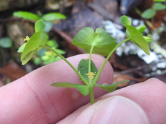Euphorbia roemeriana