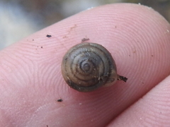 Daedalochila mooreana