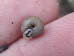 Daedalochila mooreana