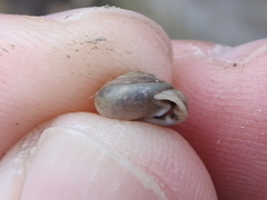 Daedalochila mooreana