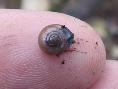 Glyphyalinia