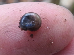 Glyphyalinia