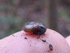 Glyphyalinia
