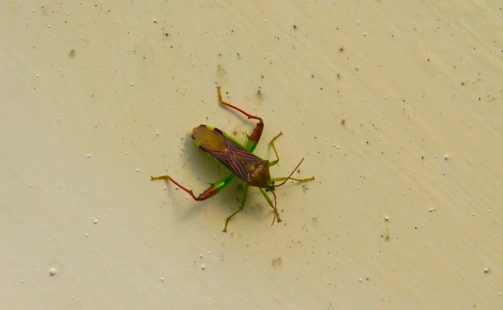 Nematopus lepidus