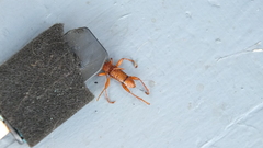 Xuthodes punctipennis