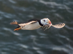 Fratercula corniculata