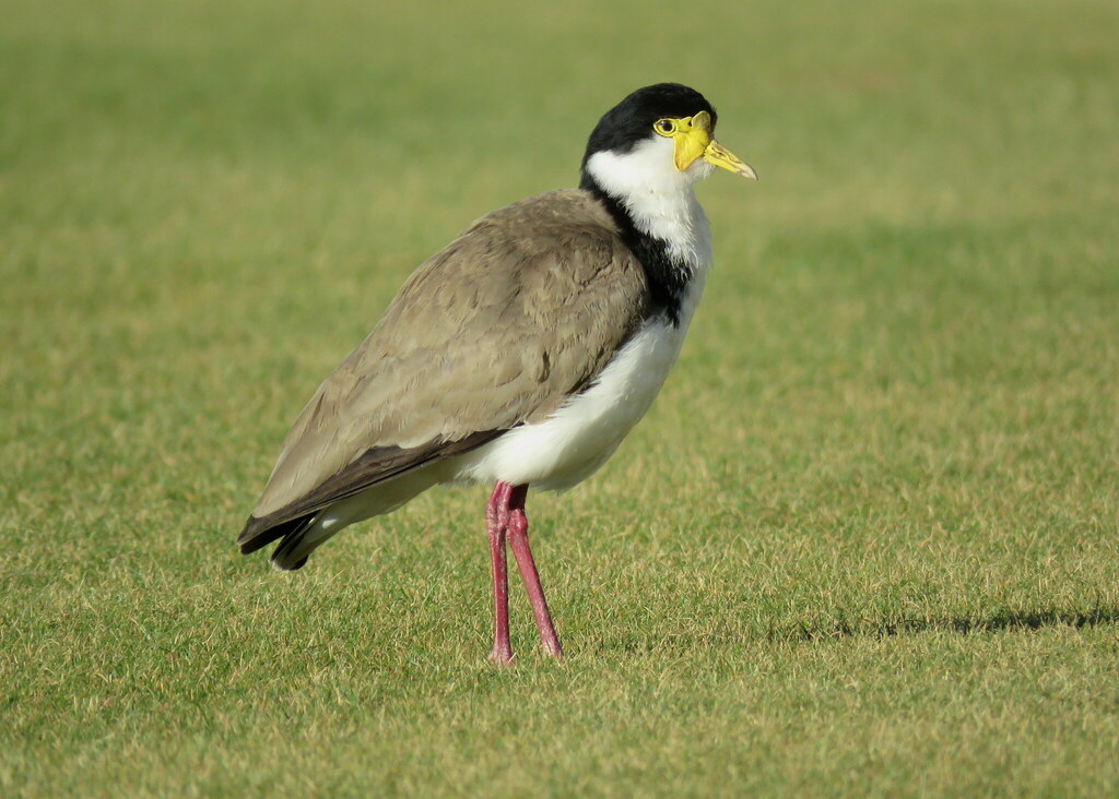 Black-shouldered Lapwing From Lincoln, New Zealand On September 18 