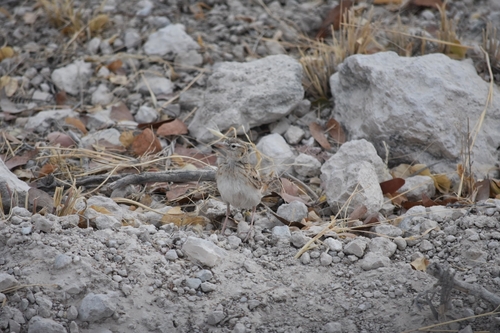 Stark's Lark (Spizocorys starki), photo 7