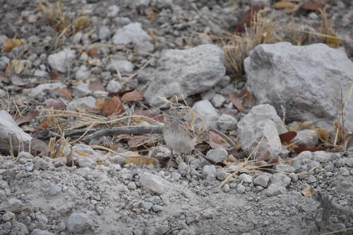 Stark's Lark (Spizocorys starki), photo 4