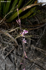 Bletia parkinsonii