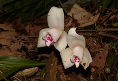 Lycaste virginalis