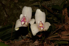 Lycaste virginalis