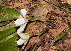 Lycaste virginalis