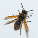 Keyhole Wasp - Photo (c) Wayne Fidler, some rights reserved (CC BY-NC), uploaded by Wayne Fidler