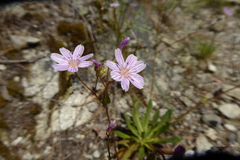 Lewisia columbiana