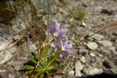 Lewisia columbiana