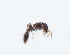 Pseudomyrmex cubaensis