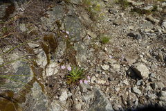 Lewisia columbiana