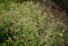 Gypsophila pacifica