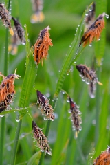 Carex melanocarpa