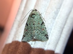 Maliattha concinnimacula