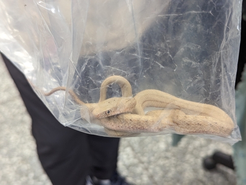 Taiwan Stink Snake, Elaphe carinata