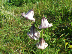 Fritillaria striata