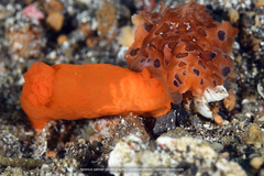 Dendrodoris guttata