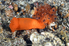 Dendrodoris guttata