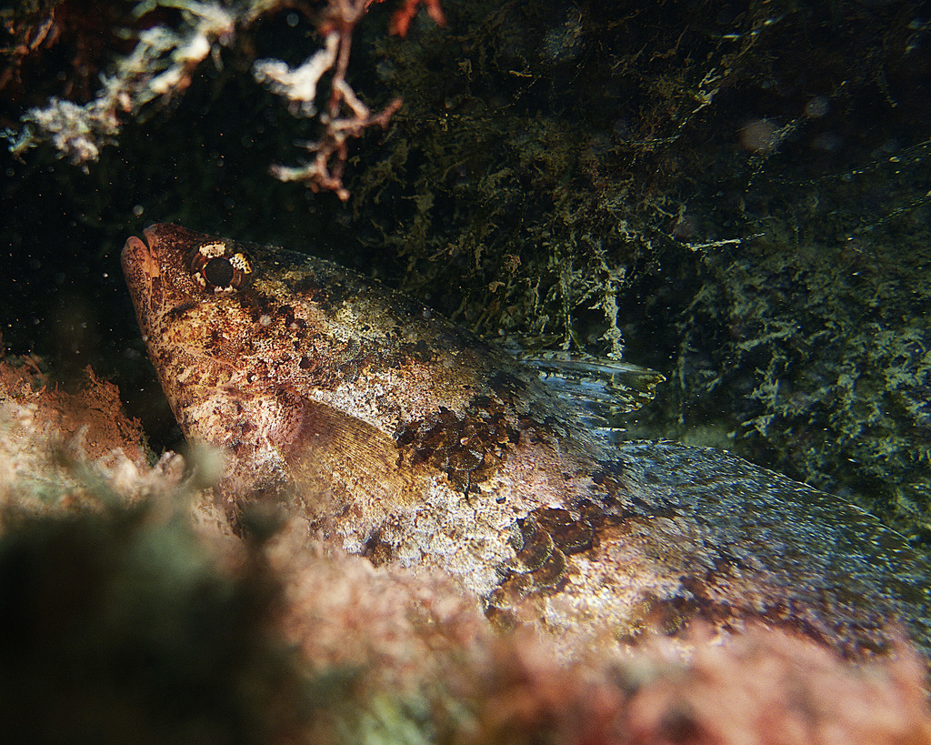 Hypopterus