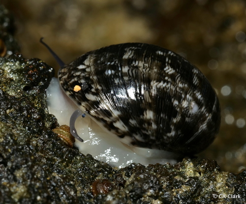 Nerita polita Linnaeus, 1758