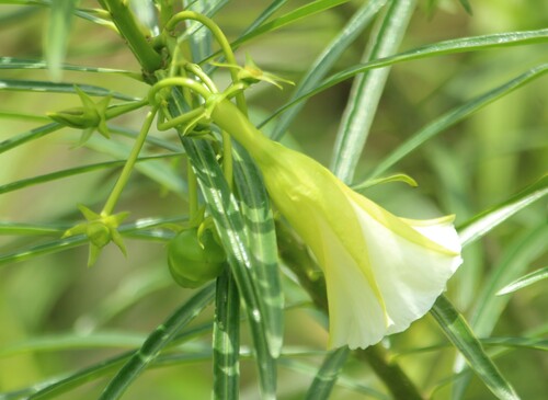 Yellow Oleander