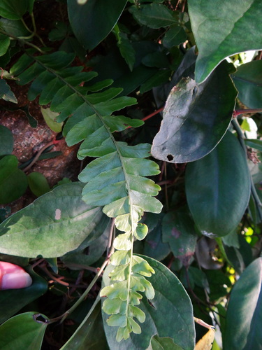 Arthropteris palisotii (Arthropteris palisotii)