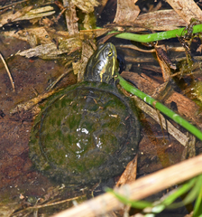 Trachemys decussata