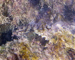 Hypopterus macropterus