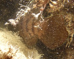 Hypopterus macropterus